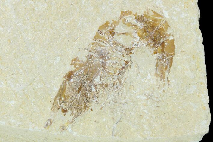 Cretaceous Fossil Shrimp - Lebanon #123887